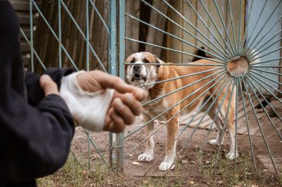 Man with bandage after getting bitten by dog